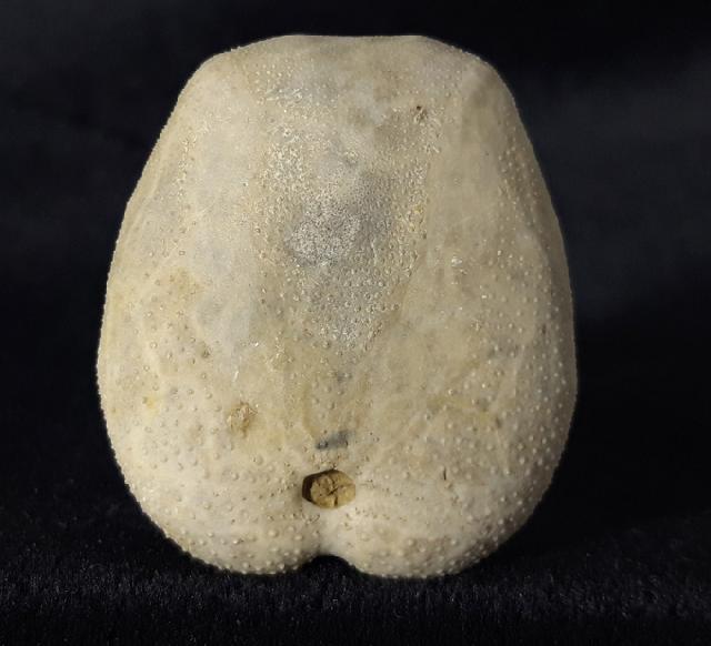 Heteraster oblongus (BRONGNIART 1821) - Bild &copy; FossNet FossilienStore